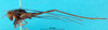 CollectionObject 1502445; ae67c707-787b-4d85-b8cf-c44899ad23c7: male, lateral view (lectotype). (CollectionObject).