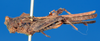 CollectionObject 1585249; e4aa2182-69e9-48cc-9056-303dcadb2b23: female, lateral view (syntype). (CollectionObject).