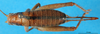CollectionObject 1500983; 09dab9a1-d833-40e9-9b9a-b7b55ef9b065, DORSA BG00018S01: female, dorsal view (holotype). (CollectionObject).