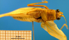 CollectionObject 1502911; e4e58ae3-53e9-41a3-a94a-44dc3106dab6: male, dorsal view. (CollectionObject).