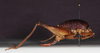 CollectionObject 1583555; 821d8da8-debd-4a84-b2a6-d1154c75b8de: female, lateral view (paratype). (CollectionObject).
