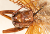 CollectionObject 1531235; e6fad094-bd9a-4131-831a-a5e489ace390: male, dorsal view (holotype). (CollectionObject).