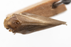 Habitus, dorsal view: (Observation).