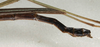 CollectionObject 1560366; NMW 1128, da930b11-6d94-4428-b8ff-54e3ccf9606d: copyright NMW, Vienna. male: end of abdomen, lateral view (syntype). (CollectionObject).