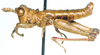 Karruia paradoxa Rehn, 1945: male, lateral view. (Otu).