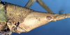 CollectionObject 1517044; 9a464baf-c870-4e9c-adaa-0cb080b943dc: female head and pronotum, lateral view (syntype). (CollectionObject).
