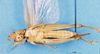 CollectionObject 1580200; 8b1cafe6-4b70-4ea2-aee8-e2ce05c0fe76: female, ventral view (syntype). (CollectionObject).