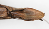 CollectionObject 1558659; NMW 147, 535edfe2-1d98-4047-a27d-4804d7e91d0c: copyright NMW. female: end of abdomen, ventral view (holotype). (CollectionObject).