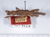 CollectionObject 1562242; 435ddd69-a3f5-4d6e-854d-979e8872fcab: copyright ANSP. male, lateral view (holotype). (CollectionObject).