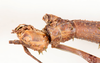 CollectionObject 1557632; NMW 644', f83f2320-a0b3-4996-b0f6-9fc414f2ffba: copyright NMW, Vienna. female: head, lateral view (syntype). (CollectionObject).