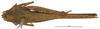 CollectionObject 1577263; OUM 701 3/5, aad87eba-03ff-446f-b9bb-5e7bf98e7dcb: male, dorsal view (syntype of Acanthalobus longinotus). (CollectionObject).