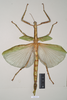 copyright Natural History Museum, London. female of synonym Eurycnema viridissima (lectotype). Depicts CollectionObject 1558766; NHMUK(SF IMPORT DUPLICATE) 845027, d483d5be-8b50-4817-9426-df97e6c2b7c3, a CollectionObject.