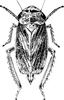 Habitus, dorsal view on Athysanus quadrum Boheman, 1845: Habitus. (Observation).
