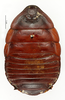 CollectionObject 1587169; MNHN(SF IMPORT DUPLICATE) MNHN-EP-EP1082, b4328bb0-d6b2-4bd7-83e4-0027eeb343a3: CC BY-NC-ND 4.0/MNHN - Depraetere Marion - 2014. Non type, sex unknown. Specimen number: MNHN-EP-EP1082. http://coldb.mnhn.fr/catalognumber/mnhn/ep/ep1082. (CollectionObject).