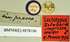 Zetobora monastica Saussure, 1862: Lectotype, male, labels. BMNH(E)#878106. (Otu).