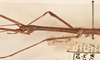 CollectionObject 1559963; 5403bf9f-7eb5-4fc7-89cb-4994d6299192: copyright OUMNH. male: head & thorax, lateral view of synonym Lonchodes steira (holotype). (CollectionObject).