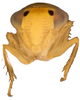 Head on Andanus tambopixunensis Pinedo-Escatel, Dietrich & Zahniser, 2022: holotype, face, anterior view. (Observation).