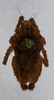 CollectionObject 1517873; a6edab09-c0dd-4912-990d-04d9642e1c12, NHMUK010362930: female, dorsal view (syntype). (CollectionObject).
