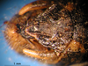 CollectionObject 1530734; 873e67ac-a02e-45de-959a-2c294bbd6e20: male, epiproct (syntype of Bryodema luctuosum lugens). (CollectionObject).