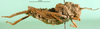 CollectionObject 1501884; DORSA BA000438S01, a880dda2-f23d-4826-9c95-5316a529dc68: female, lateral view (syntype). (CollectionObject).