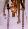 CollectionObject 1534912; BPBM 3224781, 9f46282f-11f1-4049-81d1-434c67751f7c: male cerci. (CollectionObject).