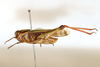 CollectionObject 1594439; 5cec1e40-aed5-4c36-88dd-90e668c48693: lateral view (topotype). (CollectionObject).