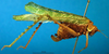CollectionObject 1502444; 05558ff4-3292-47cd-8e68-a0b355009cd2: female, lateral view. (CollectionObject).