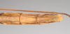 CollectionObject 1559962; NHMUK(SF IMPORT DUPLICATE) 844673, b14b42e5-343f-4133-9ebb-253ec43d2cc6: copyright Natural History Museum, London. female: end of abdomen, ventral view of Lonchodes pfeifferae (holotype). (CollectionObject).