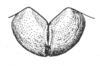 Ceuthophilus (Ceuthophilus) divergens Scudder, 1862: Fig. 752. male subgenital plate. (Otu).