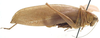 CollectionObject 1505862; 194c67dd-bbfa-4e0a-8203-bed6f453dd59: female habitus, lateral view (holotype). (CollectionObject).