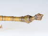 CollectionObject 1590191; USNM(SF IMPORT DUPLICATE) RD–044, fc1f0f9e-1e73-4b5b-b0b5-b68c812a0411: copyright USNM, Washington. male end of abdomen, dorsal view (holotype). (CollectionObject).