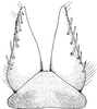 Subgenital plate, ventral view on Colladonus torneella (Zetterstedt, 1828): Subgenital plate. (Observation).