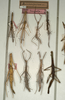 CollectionObject 1560427; bd11896f-e498-42f1-b959-c44f7049a332: copyright NMW, Vienna. male and female (syntypes). (CollectionObject).;CollectionObject 1560428; e38535f2-096d-42a7-90c9-05a46b40f72a: copyright NMW, Vienna. male and female (syntypes). (CollectionObject).