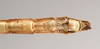 CollectionObject 1557515; 9dad141f-cbd9-4264-bbec-c99cd2c03221: copyright Natural History Museum, London. female: end of abdomen, lateral view (syntype). (CollectionObject).