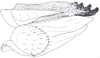 Gonoplac: !! display not done !! on Cixidia (Cixidia) confinis (Zetterstedt, 1837): (Observation).