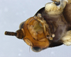CollectionObject 1593850; a44fda42-3941-49db-97d9-f647d48cd9db: male head, ventral view. (CollectionObject).