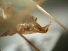 Lunidia viridis Hemp, 2010: male, abdomen tip, lateral view. (Otu).