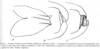 Hetaira (Atopana) varia (Walker, 1869): Fig. 83. male subgenital plate and cerci (dorsal and ventral view, neoallotype). (Otu).