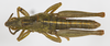 CollectionObject 1568969; ec9b01be-2ee5-4339-9da9-7402cea1f0f2: male, dorsal view (allotype). (CollectionObject).