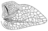 Callimenellus beybienkoi Gorochov & Voltshenkova, 2005: Fig. 51. male left tegmen. (Otu).