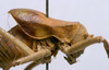 CollectionObject 1535053; c501808f-fc30-453a-bf47-5b87737d3b1a: male pronotum, lateral view (syntype). (CollectionObject).