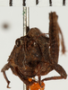 female, frontal view (paratype of Tetrix sjostedti). Depicts CollectionObject 1574540; NHRS NRM-ORTH 13403, 327e181c-7531-4157-8ae6-d4836881bf4f, a CollectionObject.