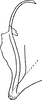 Pygofer appendages: !! display not done !! on Platymetopius (Platymetopius) undatus (De Geer, 1773): Pygofer appendages. (Observation).