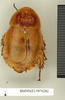 CollectionObject 1572939; 80e1770e-8f49-4427-8fc1-d48b80585464: Copyright Natural History Museum, London. Non-type (adult male) in BM(NH). Dorsal view. (CollectionObject).