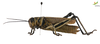 CollectionObject 1861680; Unioeste Cascavel K-0564, a9c3c7e1-329f-4149-aa9b-ccc3204b71fd: Female. Lateral view. (CollectionObject).
