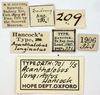 CollectionObject 1521864; OUM 701 1/5, 82cb45f6-effe-4ea2-a523-46f81cb8ef21: labels (syntype of Acanthalobus longinotus). (CollectionObject).