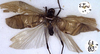 CollectionObject 1517623; c4e742a1-bdad-4f25-a343-e32d68f59fbc: male (holotype). (CollectionObject).