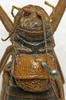 CollectionObject 1534982; 02c6afe0-421f-4927-932e-1d28dc6293c9: male pronotum, dorsal view (syntype). (CollectionObject).