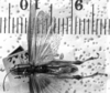 CollectionObject 1530150; 89a1b3e7-daf8-4012-964c-8a16ce7ca318: Image Carbonell, C.S. male, dorsal view (lectotype). (CollectionObject).