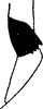 Other on Elachodelphax (Elachodelphax) metcalfi (Kusnezov, 1929): Genital phragma process. (Observation).